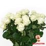 White roses