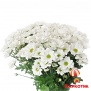 White chrysanthemums bouquets