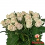 White Dutch roses