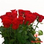 Red roses