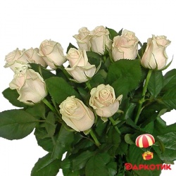 11 white Dutch roses bouquet 