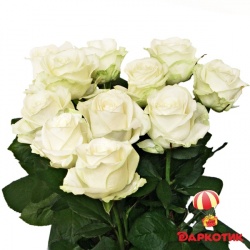 11 white roses bouquet 