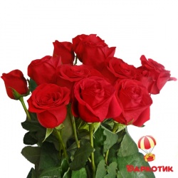 11 red Dutch roses bouquet 