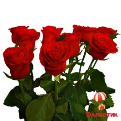 11 red roses bouquet 