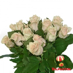 15 white Dutch roses bouquet 