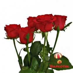 5 red roses bouquet 