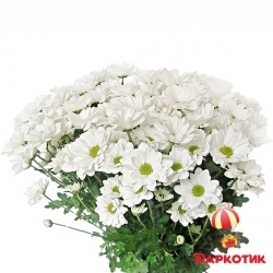 11 white chrysanthemums bouquet 