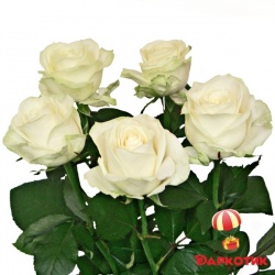 5 white roses bouquet 