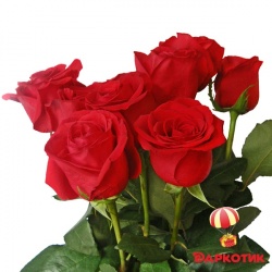 7 red Dutch roses bouquet 