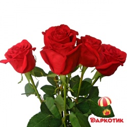 5 red Dutch roses bouquet 