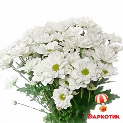 7 white chrysanthemums bouquet 