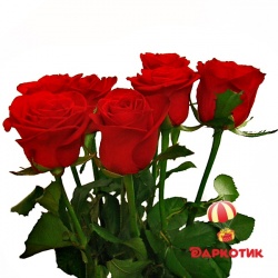 7 red roses bouquet 