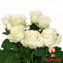 7 white roses bouquet 