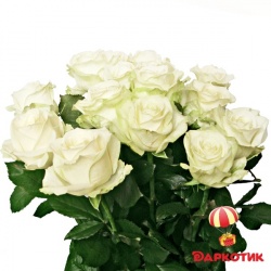 15 white roses bouquet 