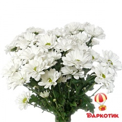 5 white chrysanthemums bouquet 