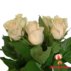 5 white Dutch roses bouquet 